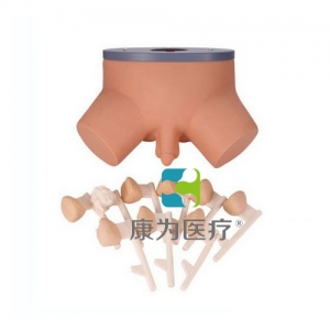 “康為醫(yī)療”前列腺病變演示模型,前列腺檢查模型,前列腺檢查操作模型