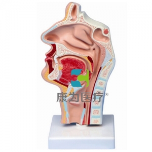 “康為醫(yī)療”鼻腔、口腔、喉、咽正中矢狀切面模型