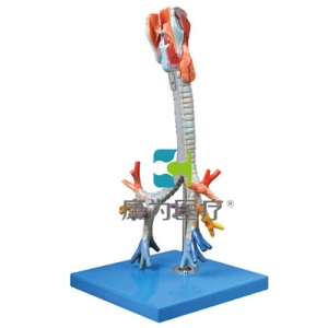 “康為醫(yī)療”喉與氣管、支氣管樹模型
