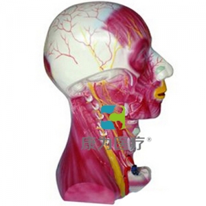 “康為醫(yī)療”頸部深層肌肉血管神經(jīng)模型