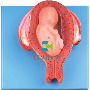 “康為醫(yī)療”五個月胎兒模型