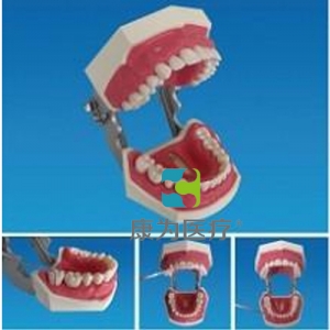 “康為醫(yī)療”牙周探查實習模型