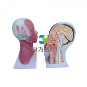 “康為醫(yī)療”頭、頸肌肉局部解剖模型