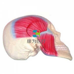 咀嚼肌解剖模型