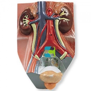 男性泌尿系統(tǒng)模型，實物的0.75倍