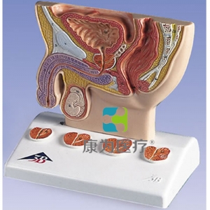 前列腺模型，實物1/2