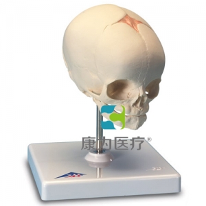 胎兒顱模型，置于基架