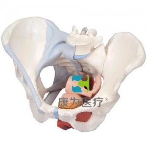 女性骨盆模型（配置韌帶組件，穿通盆底肌群及器官的正中矢狀切面），4分體