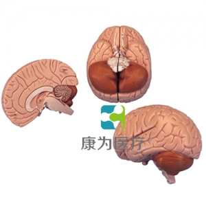 介紹性腦模型，2部分