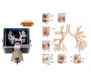 進(jìn)口超聲波支氣管鏡模型，超聲波支氣管鏡訓(xùn)練模型