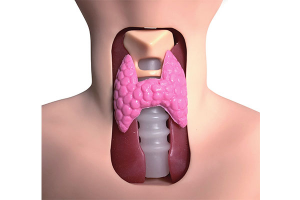 穿戴式甲狀腺檢查模型