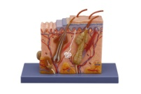 皮膚組織模型