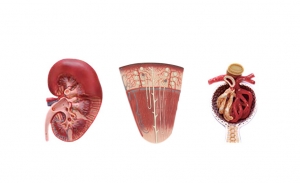 腎切面、腎單位、腎小球模型